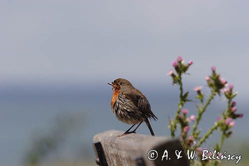 rudzik Erithacus rubecula