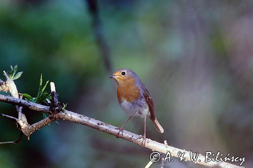 rudzik Erithacus rubecula