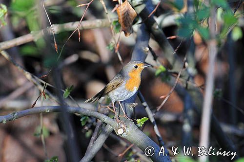 rudzik Erithacus rubecula
