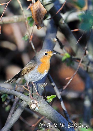 rudzik Erithacus rubecula