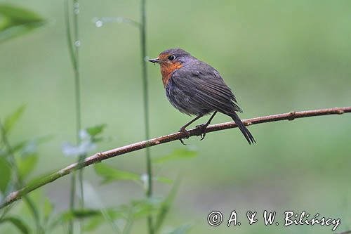 rudzik Erithacus rubecula