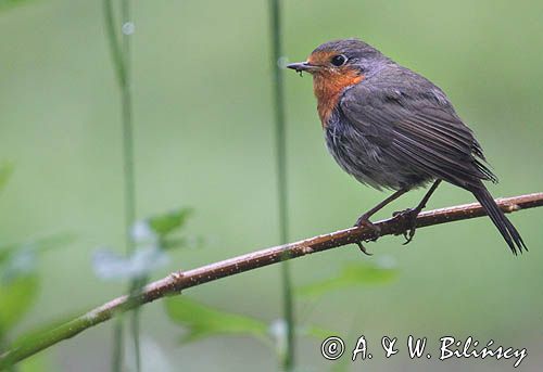 rudzik Erithacus rubecula
