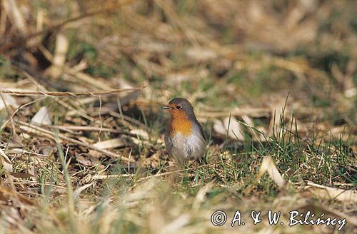 Rudzik, Erithacus rubecula