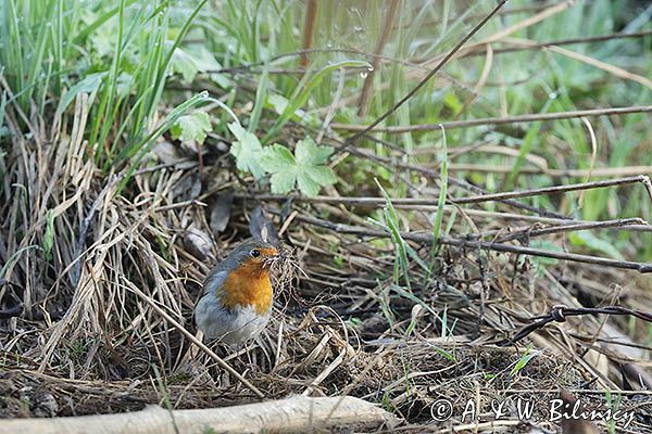 Rudzik, rudzik zwyczajny, raszka, Erithacus rubecula