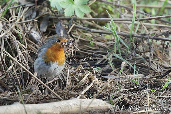 Rudzik, rudzik zwyczajny, raszka, Erithacus rubecula