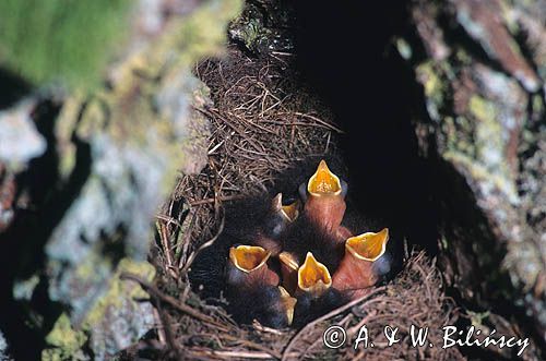 rudzik, Erithacus rubecula, gniazdo z pisklętami