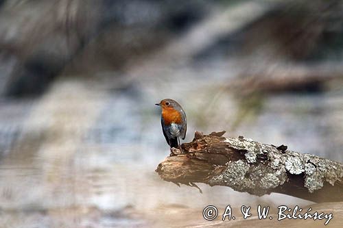 Rudzik, rudzik zwyczajny, raszka, Erithacus rubecula