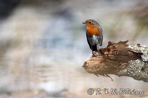 Rudzik, rudzik zwyczajny, raszka, Erithacus rubecula
