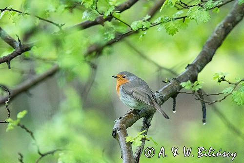 Rudzik, rudzik zwyczajny, raszka, Erithacus rubecula