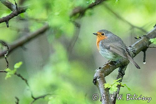 Rudzik, rudzik zwyczajny, raszka, Erithacus rubecula