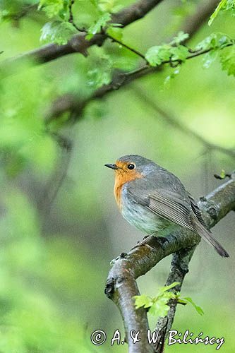 Rudzik, robin, Erithacus rubecula foto A&W Bilińscy bank zdjęć