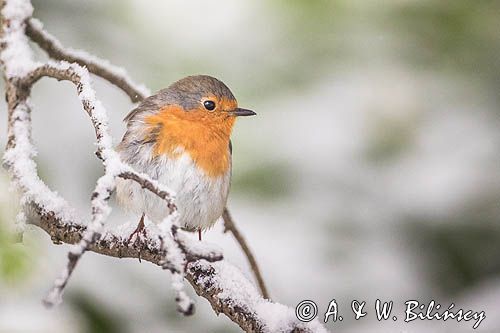 Rudzik, Erithacus rubecula, robin phot. A&W Bilińscy, bank zdjęć, fotografia przyrodnicza