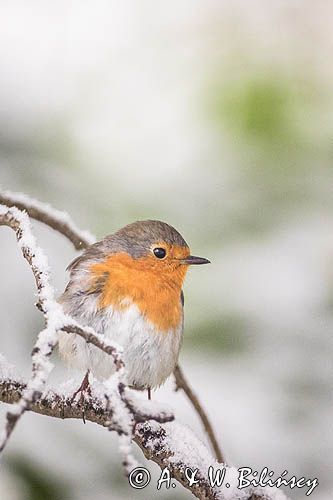 Rudzik, rudzik zwyczajny, raszka, Erithacus rubecula