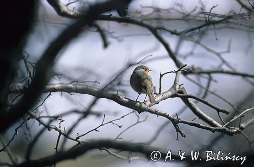 Rudzik na gałęzi, Erithacus rubecula