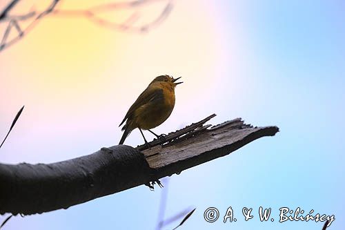 Rudzik, rudzik zwyczajny, raszka, Erithacus rubecula