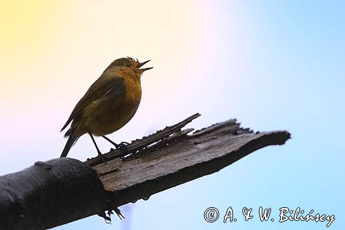 Rudzik, rudzik zwyczajny, raszka, Erithacus rubecula
