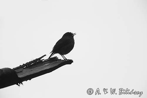 Rudzik, rudzik zwyczajny, raszka, Erithacus rubecula
