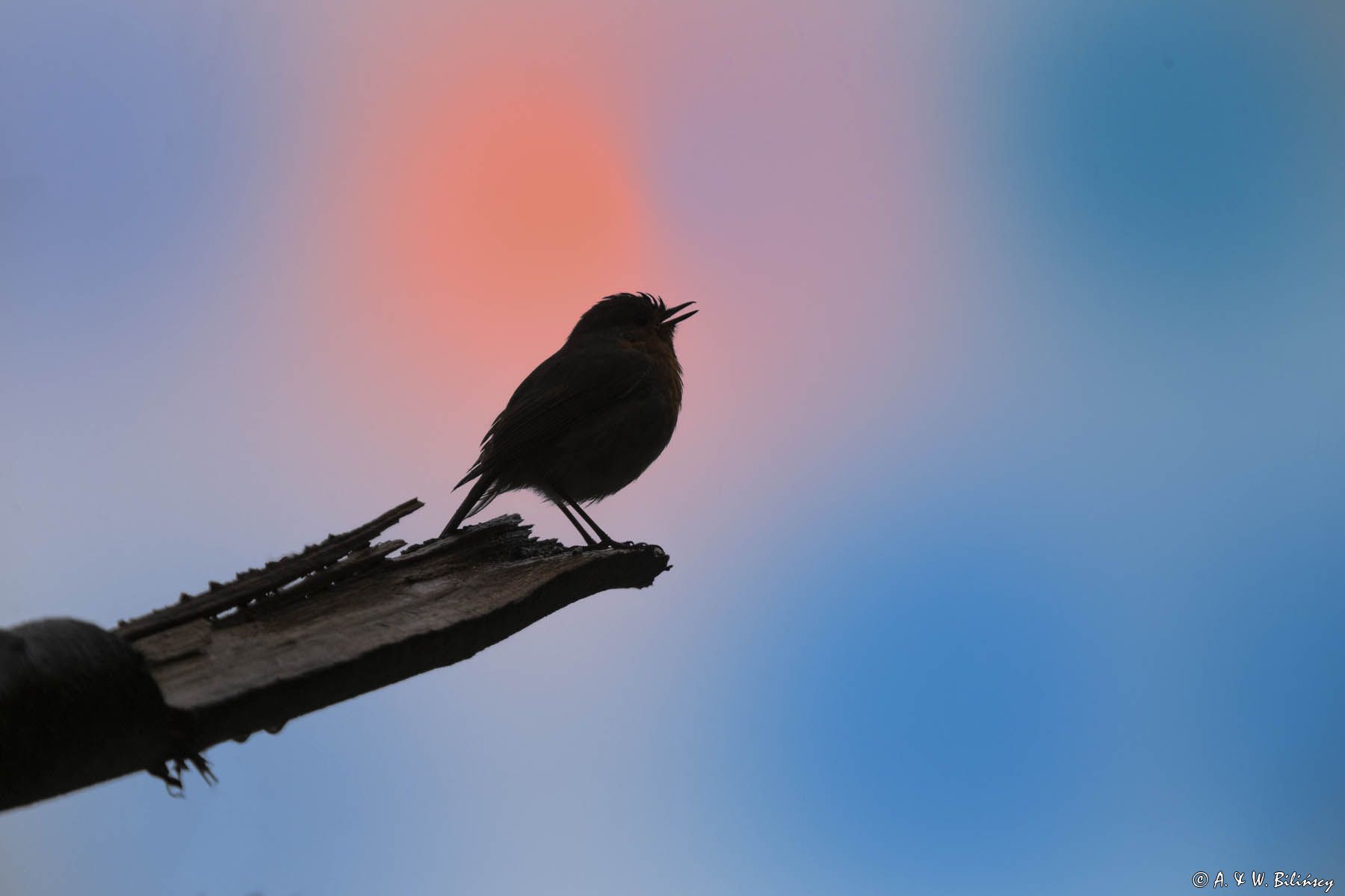 Rudzik, rudzik zwyczajny, raszka, Erithacus rubecula