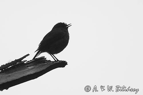 Rudzik, rudzik zwyczajny, raszka, Erithacus rubecula