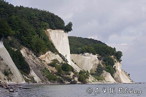 kredowe klify na wyspie Rugia, Park Narodowy Jasmund, Niemcy