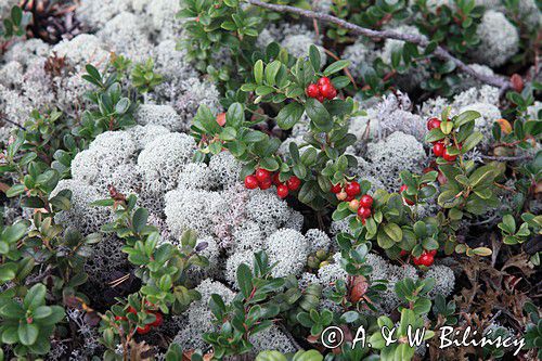 Chrobotek gwiazdkowaty, Cladonia uncjalis, Borówka brusznica, Vaccinium vitis-idaea, wyspa Enskar, Szwecja, Zatoka Botnicka