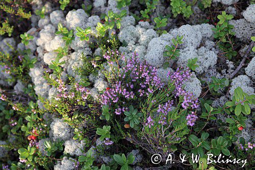 runo, Chrobotek, Cladonia, wrzos, Calluna vulgaris, wyspa Krakskar, Szwecja, Zatoka Botnicka