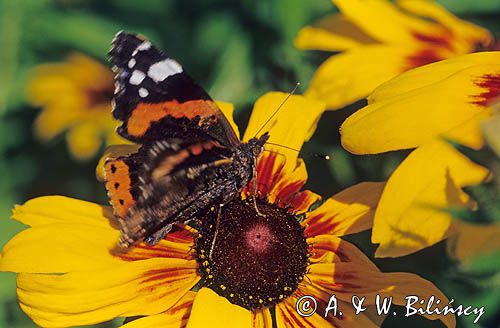 Rusałka admirał Vanessa atalanta) - motyl z rodziny rusałkowatych