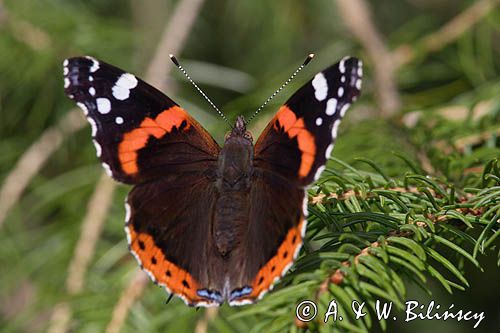 rusałka admirał Vanessa atalanta