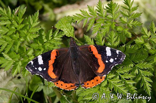 rusałka admirał Vanessa atalanta