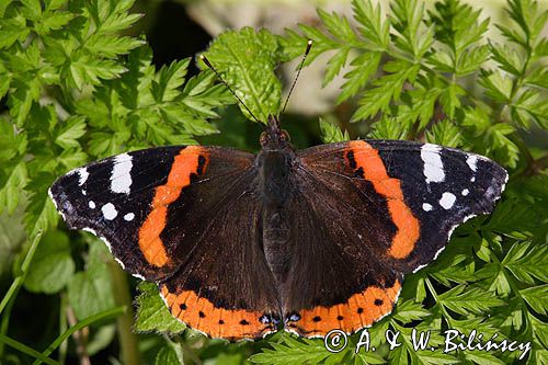 rusałka admirał Vanessa atalanta