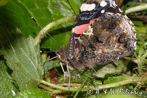 rusałka admirał Vanessa atalanta