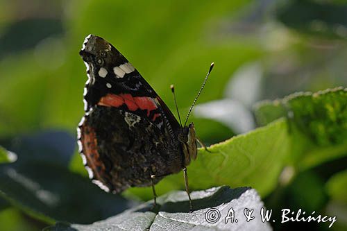 rusałka admirał Vanessa atalanta