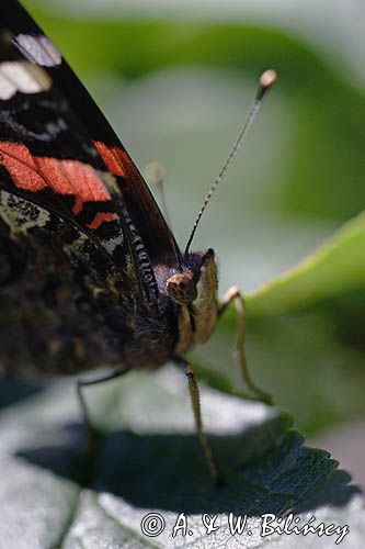 rusałka admirał Vanessa atalanta