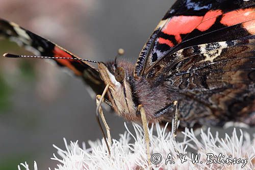 rusałka admirał Vanessa atalanta