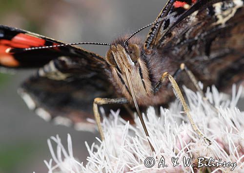 rusałka admirał Vanessa atalanta