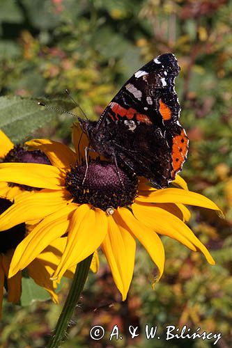 rusałka admirał Vanessa atalanta