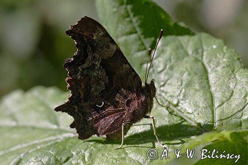 rusałka ceik Polygonia c-album