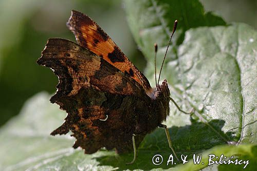 rusałka ceik Polygonia c-album