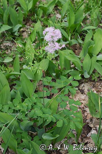 rutewka orlikolistna Thalictrum Aquilegifolium rezerwat 'Bojarski Grąd' Nadbużański Park Krajobrazowy