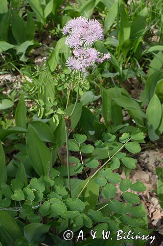 rutewka orlikolistna Thalictrum Aquilegifolium rezerwat 'Bojarski Grąd' Nadbużański Park Krajobrazowy