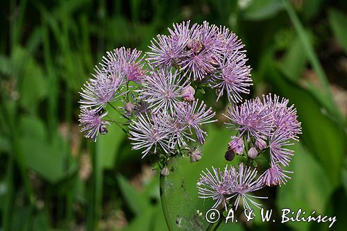 rutewka orlikolistna Thalictrum Aquilegifolium rezerwat 'Bojarski Grąd' Nadbużański Park Krajobrazowy