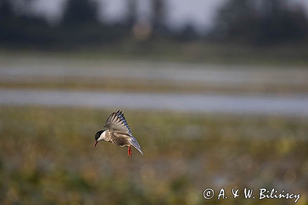 Rybitwa białowąsa, Chlidonias hybrida