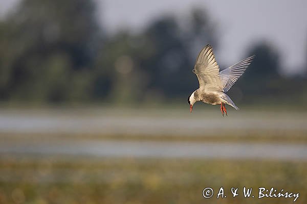 Rybitwa białowąsa, Chlidonias hybrida