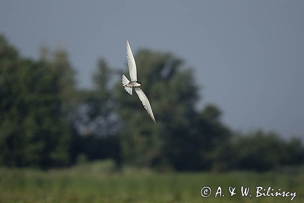 Rybitwa białowąsa, Chlidonias hybrida