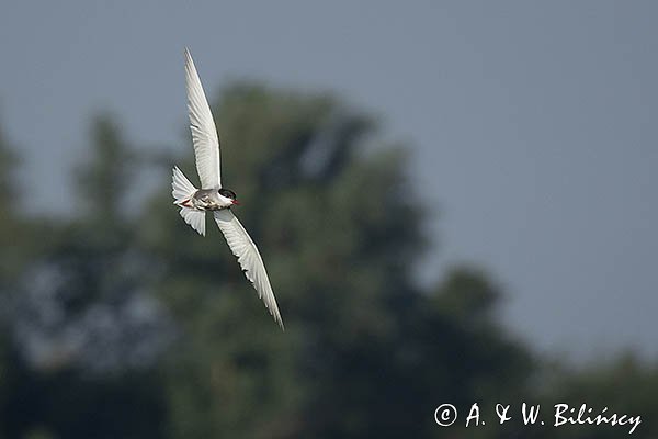 Rybitwa białowąsa, Chlidonias hybrida