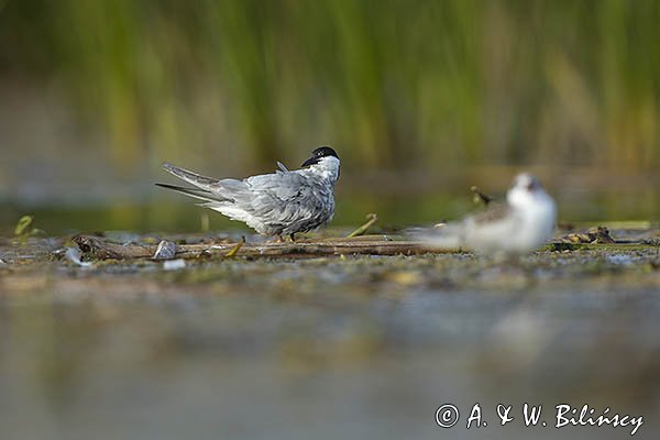 Rybitwa białowąsa, Chlidonias hybrida, juvenille