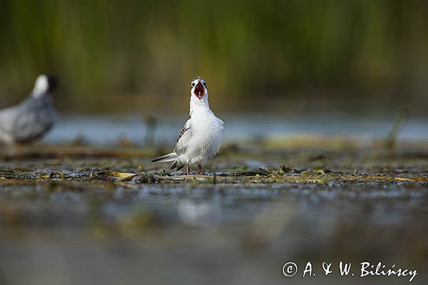 Rybitwa białowąsa, Chlidonias hybrida, juvenille