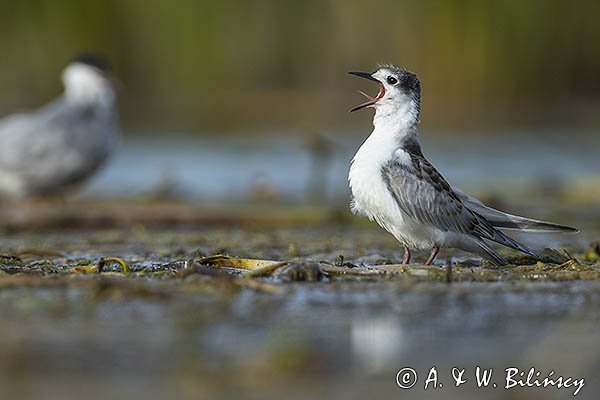 Rybitwa białowąsa, Chlidonias hybrida, juvenille