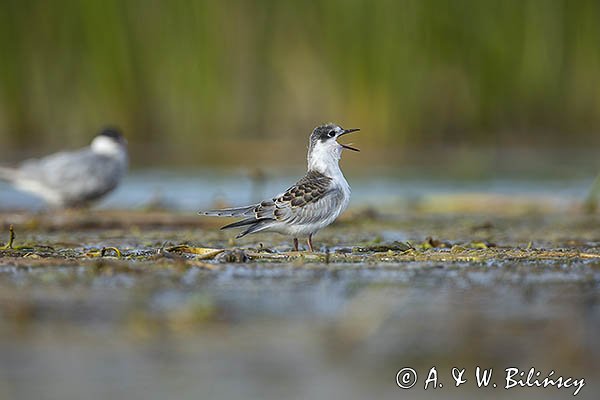 Rybitwa białowąsa, Chlidonias hybrida, juvenille