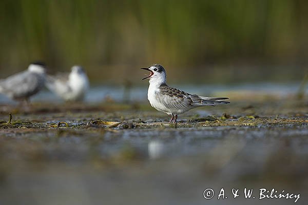 Rybitwa białowąsa, Chlidonias hybrida, juvenille